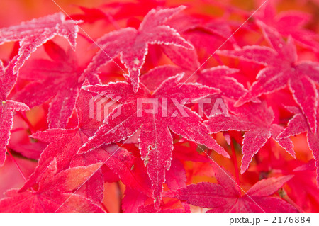 紅葉イメージ１ 2176884