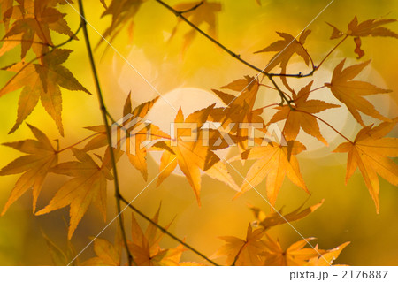 紅葉イメージ(もみじ) 紅葉イメージ(もみじ) 2176887