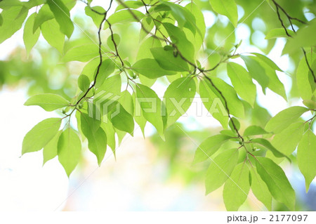 青葉 植物 葉の写真素材