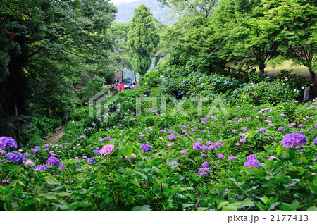 護摩堂山あじさい園 2177413