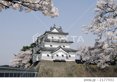 桜咲く新発田城  2177431