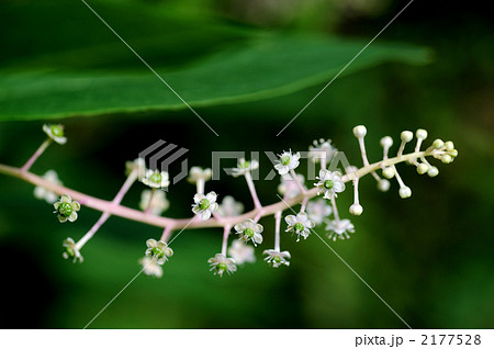 ヨウシュヤマゴボウの花 2177528
