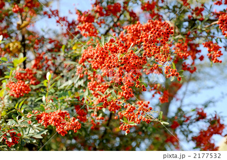 ピラカンサス 2177532