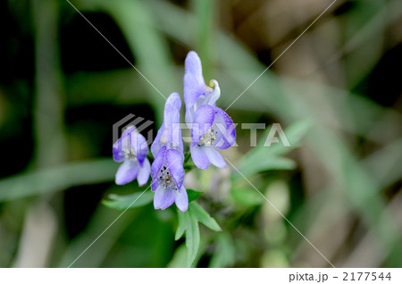 トリカブト トリカブト 2177544