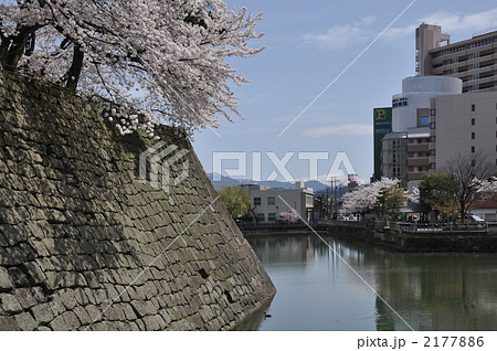 春の福井城址 2177886