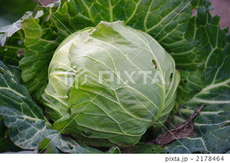 収穫時期の冬キャベツ 収穫時期の冬キャベツ 2178464