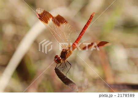 赤トンボのミヤマアカネ（♂） 2178589