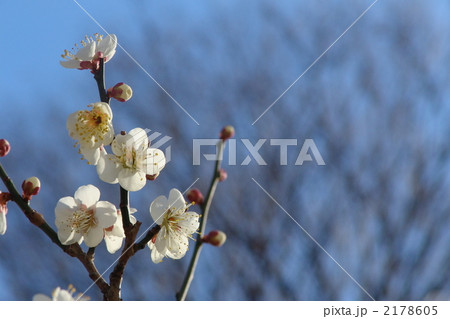 2月 ハクバイ・バラ科116 2月 ハクバイ・バラ科116 2178605