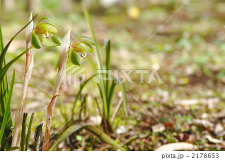 3月　シュンラン・ラン科11 2178653
