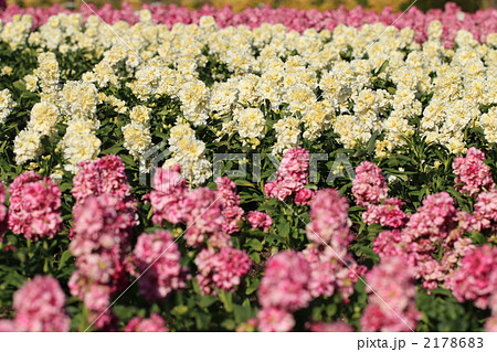 ストックの花畑 2178683