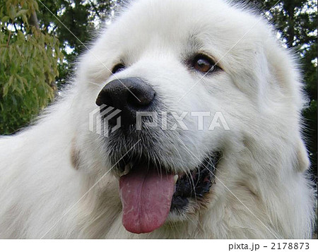 犬の顔 グレートピレニーズ 犬の写真素材