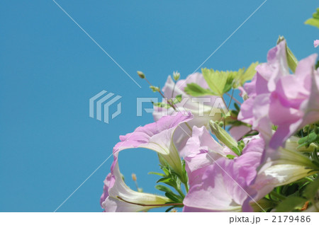 ペチュニアと青空 2179486