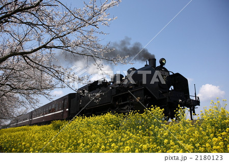 真岡鉄道　菜の花　桜 2180123