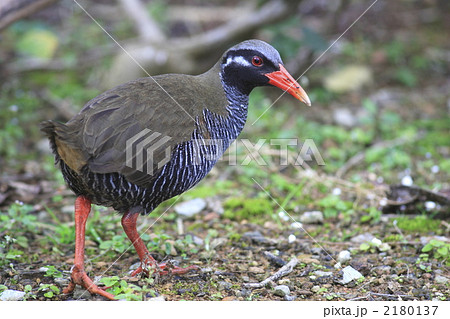 やんばるくいな ヤンバルクイナに会える！やんばるの「ヤンバルクイナ生態展示
