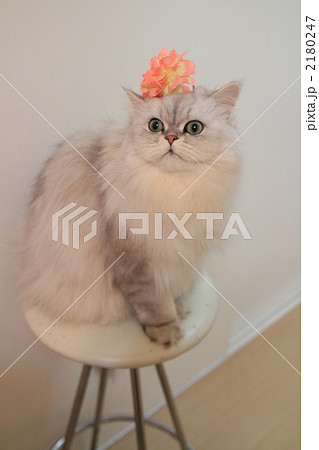 チェアに座る猫 2180247