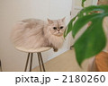 モンステラと猫 2180260