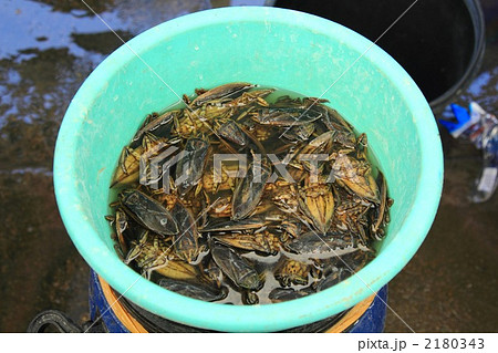 タガメ　　昆虫食　バンコク　タイ王国 2180343