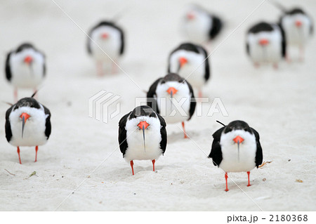 クロハサミアジサシの写真素材