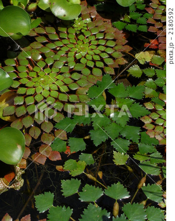 ヒシとコビトヒメビシ 2180592