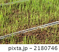 お米苗の発芽すぐの状態 2180746