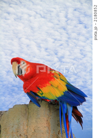 ゴコウインコ ゴコウインコ 2180852