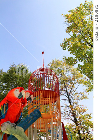 ゴコウインコ 2180881