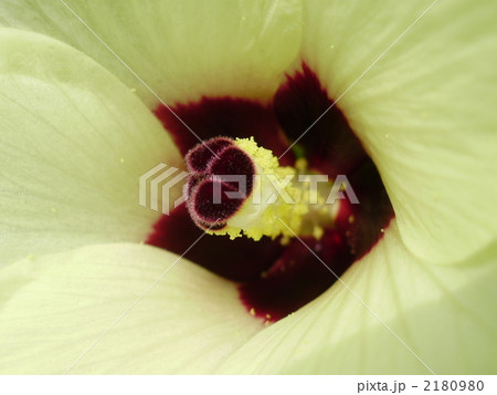 ハイビスカスのように美しいオクラの花 ハイビスカスのように美しいオクラの花 2180980