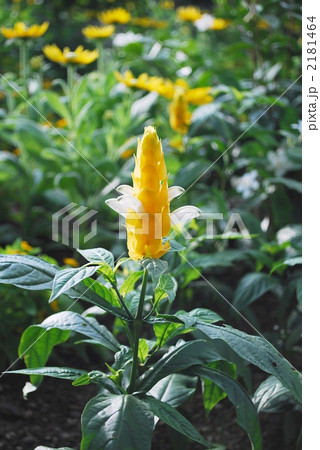 パキスタキス・ルテア パキスタキス・ルテア 2181464