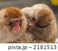 ニホンザルの毛づくろい 2181513