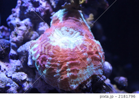 アザミハナガタサンゴ アザミハナガタサンゴ 2181796