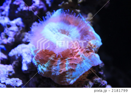 アザミハナガタサンゴ アザミハナガタサンゴ 2181799
