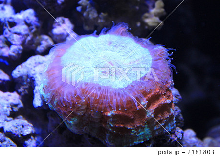 アザミハナガタサンゴ アザミハナガタサンゴ 2181803