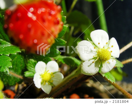 ワイルドストロベリー 2181804