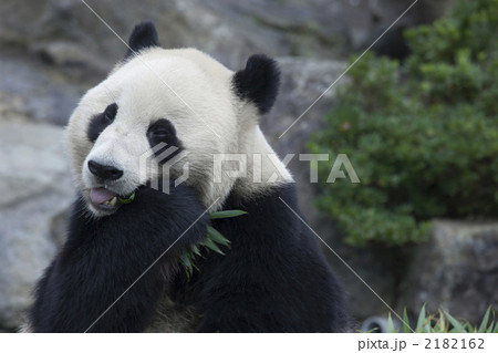 食事をするジャイアントパンダ 2182162