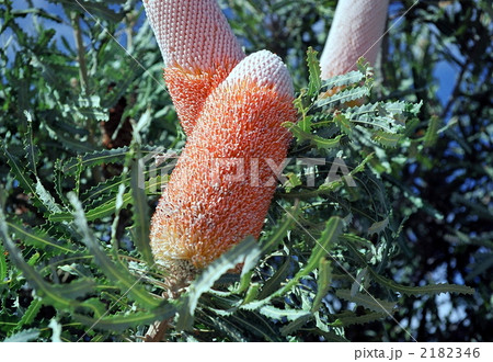 アイコン・バンクシア(Acorn Banksia)  2182346