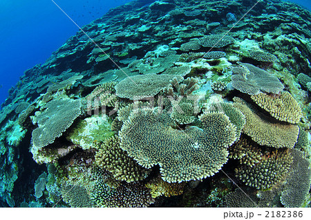 珊瑚礁 テーブル | nate-hospital.com