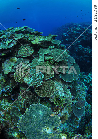 テーブルサンゴ 2182389