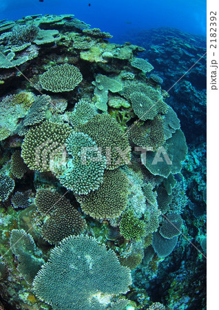 テーブルサンゴ 2182392