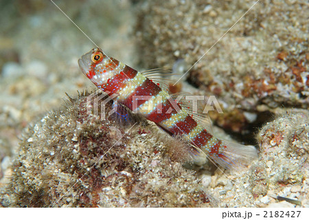 クビアカハゼ クビアカハゼ 2182427