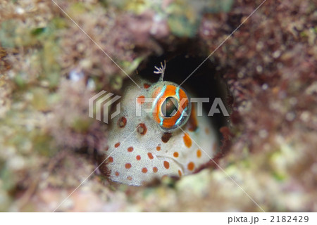 モンツキカエルウオ モンツキカエルウオ 2182429