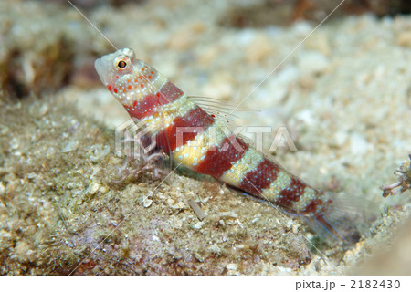 クビアカハゼ 2182430