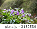 2182539