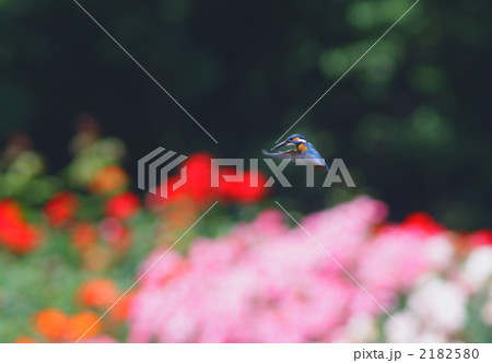 カワセミのホバリング 2182580