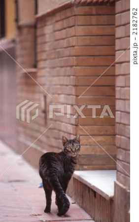 路地猫 2182762