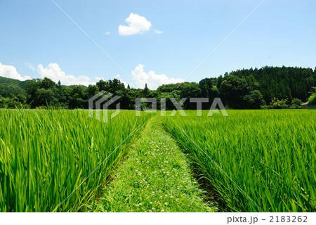 田んぼとあぜ道の写真素材