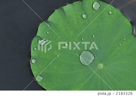雨上がり 雨上がり 2183326