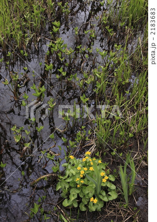 居谷里湿原 2183683