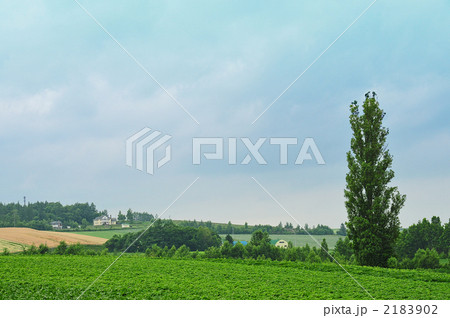 ポプラの木 ポプラの木 2183902