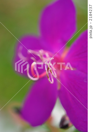 ノボタン ノボタン 2184237