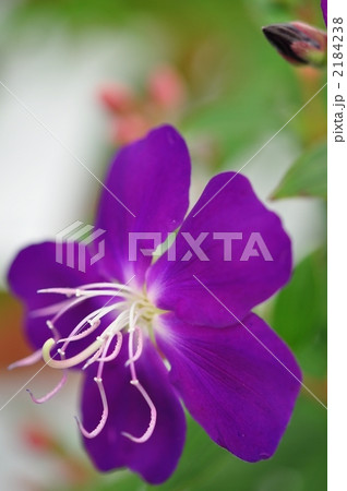 ノボタン ノボタン 2184238